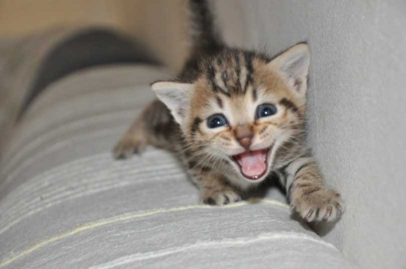 When to Seek Help: Signs Your Feline's Squeaking is a Concern
