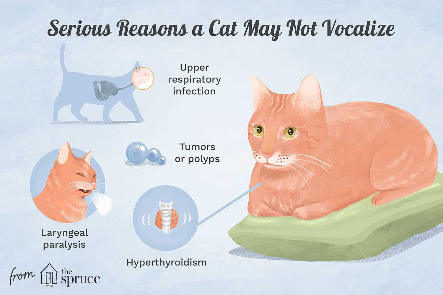 Understanding the Sounds: What Does a Squeak Mean?
