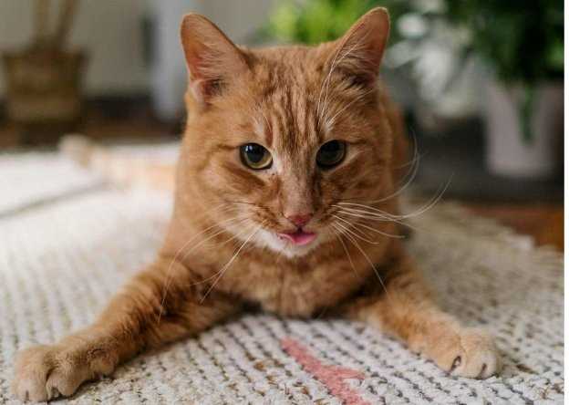 Analyzing Your Feline’s Body Language and Behavior