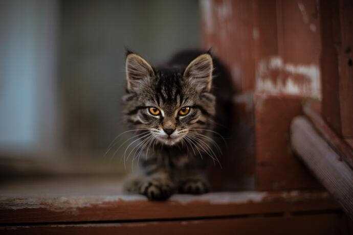 Creating a Balanced Environment for Your Feline's Needs