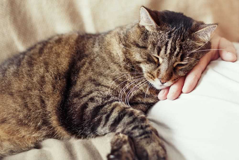 Understanding Your Feline's Affection Through Physical Contact