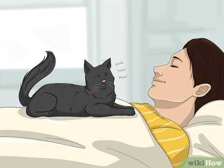 Decoding Your Feline's Behavior: Attention-Seeking or Comfort?