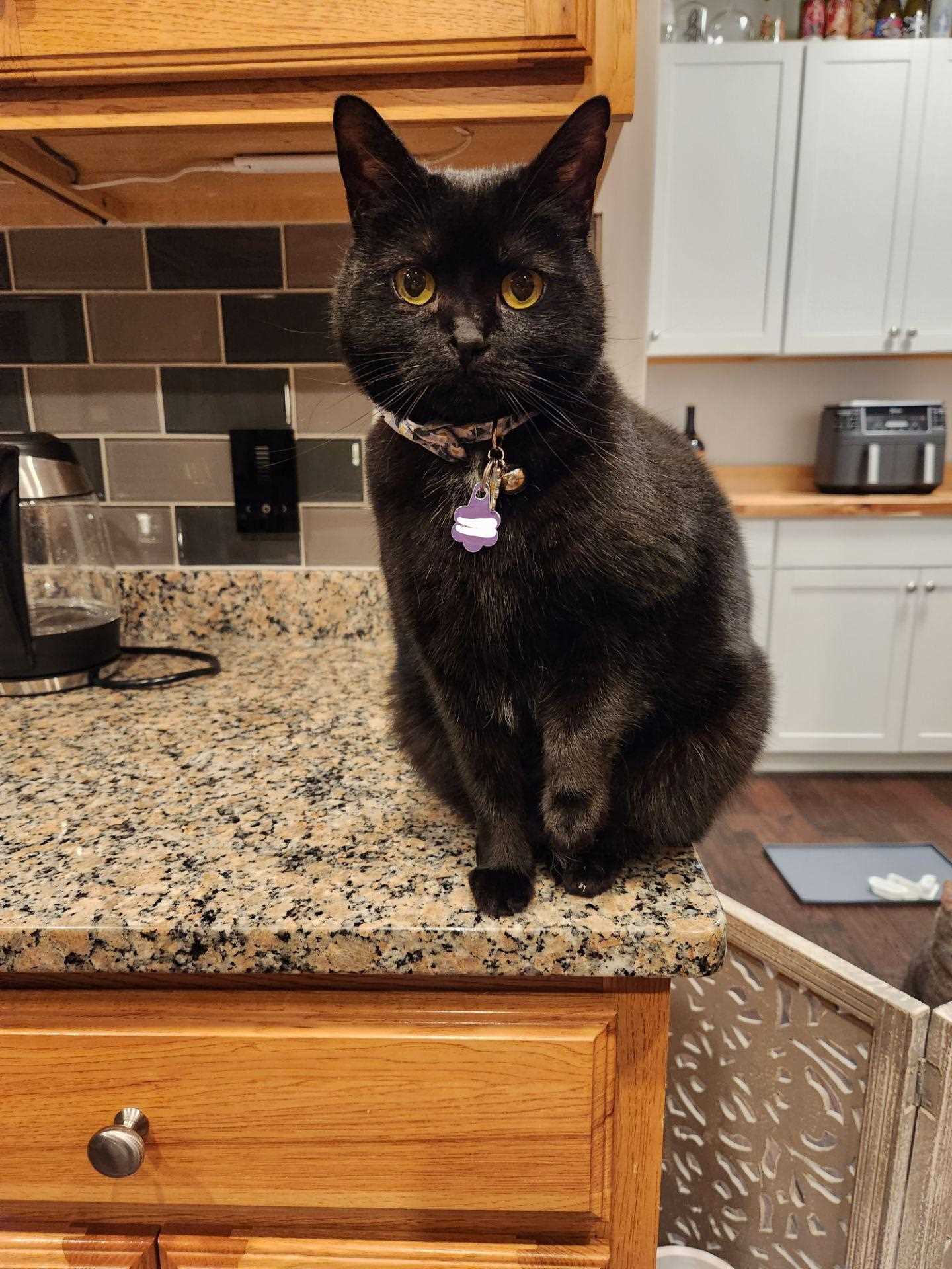 Interpreting Your Feline's Need for Attention or Affection