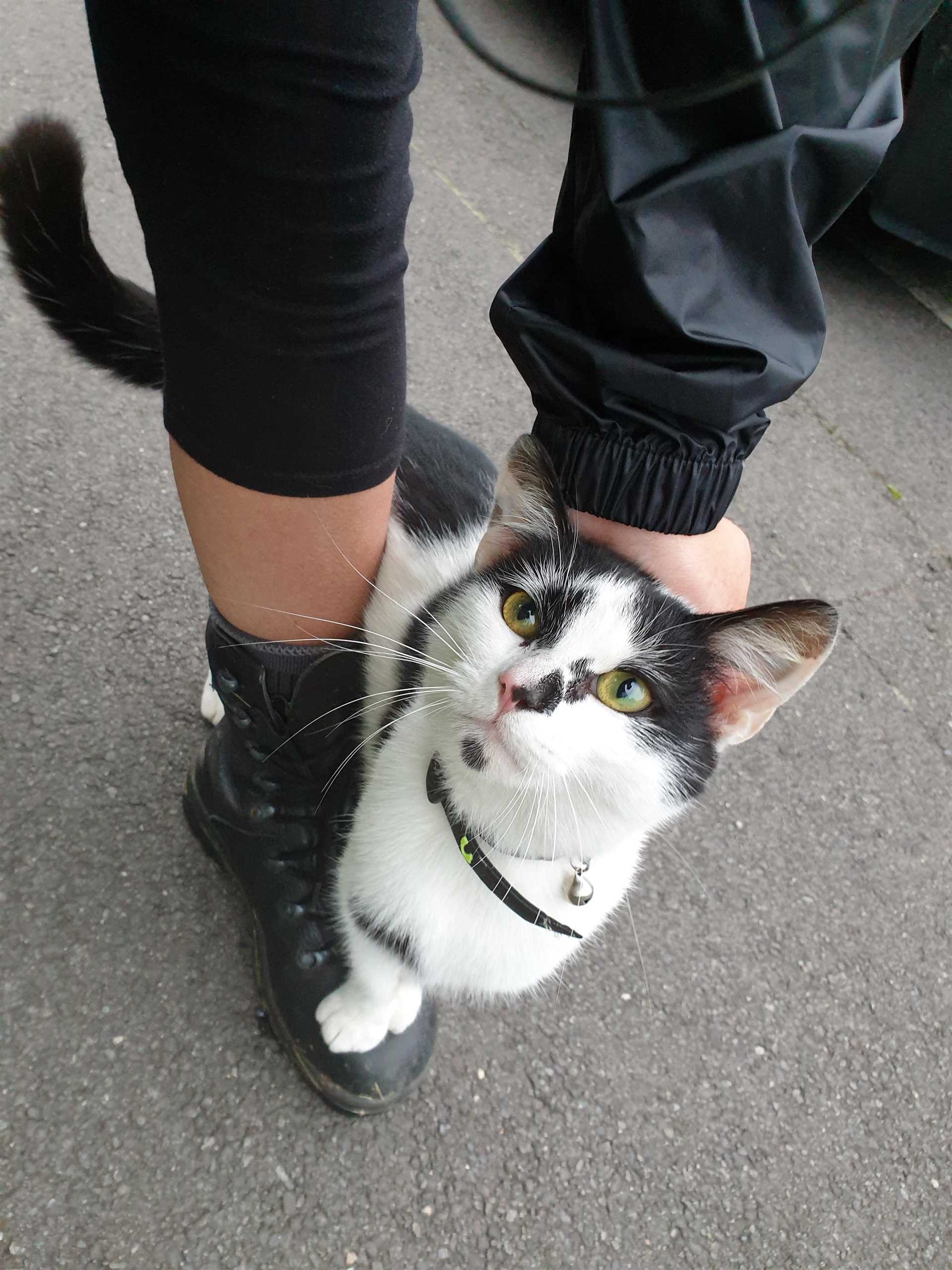 Understanding the Territorial Behavior of Felines