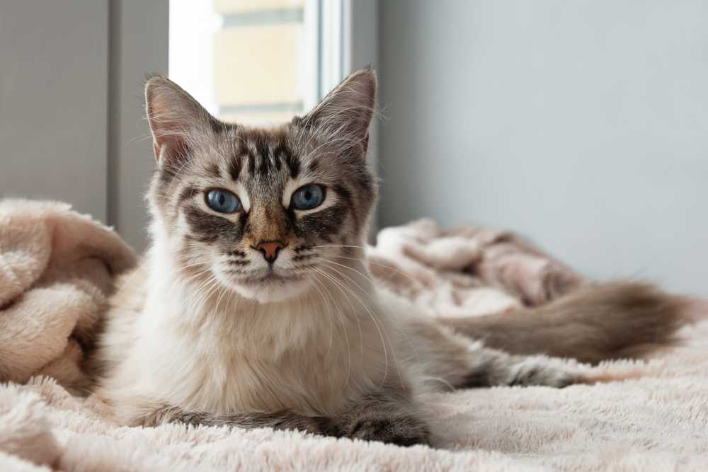 What your feline's gaze might indicate about its feelings