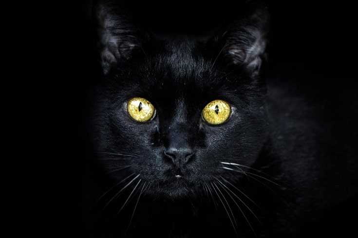 What to do if your feline's gaze makes you uncomfortable