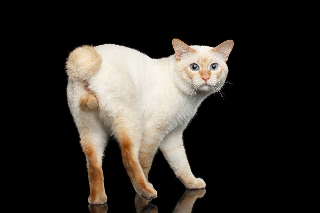 Common Reasons for This Behavior in Felines