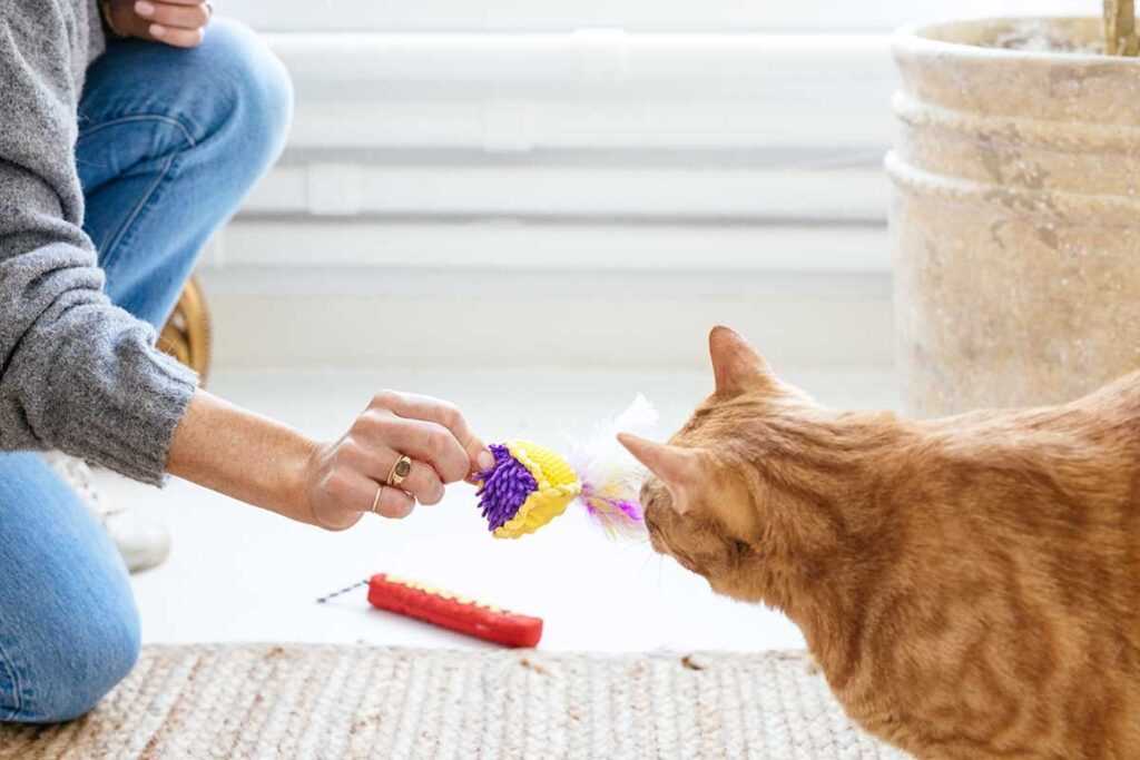 Understanding Feline Communication Through Body Language