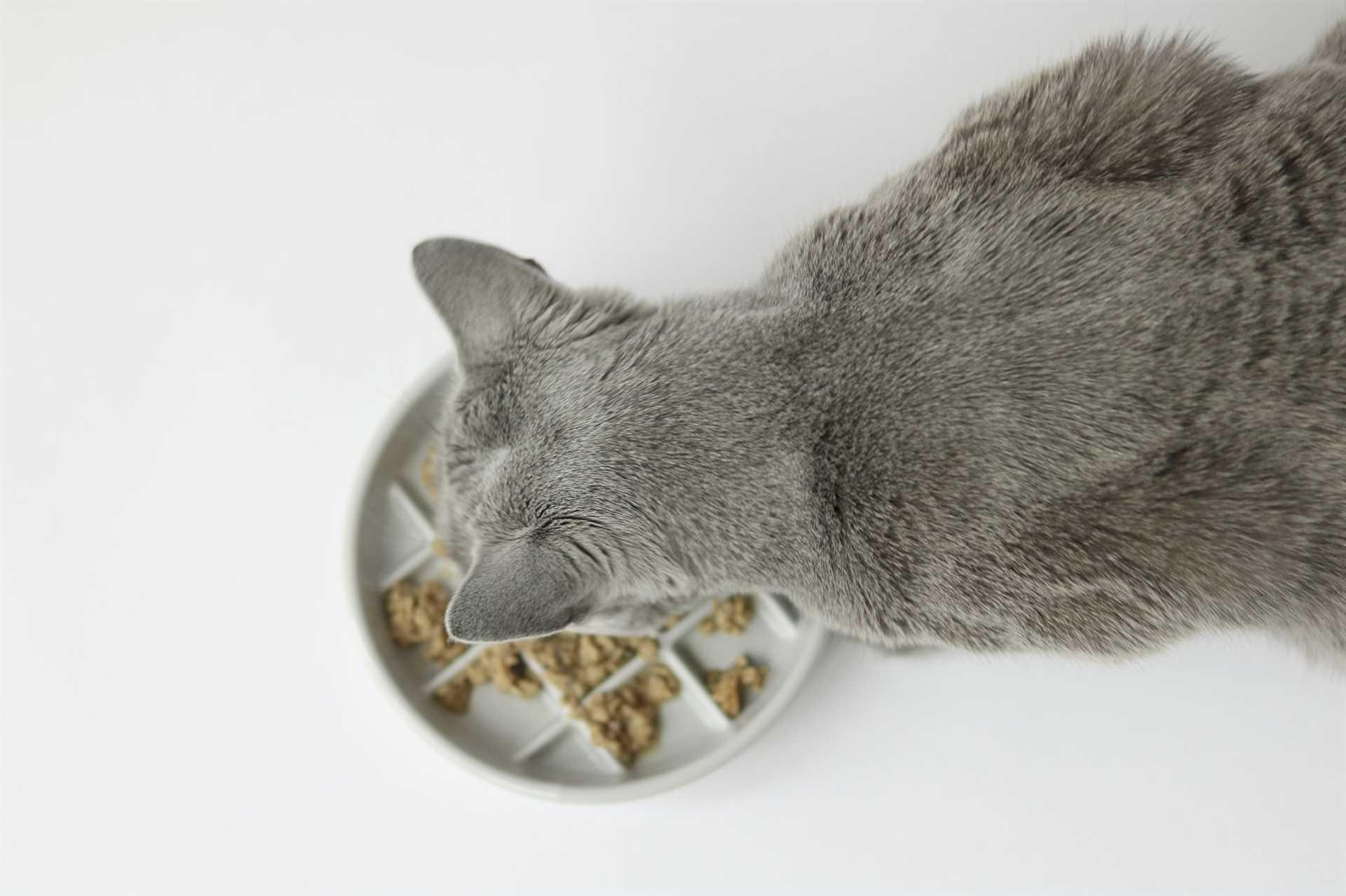 How Food Texture Affects Your Feline's Stomach