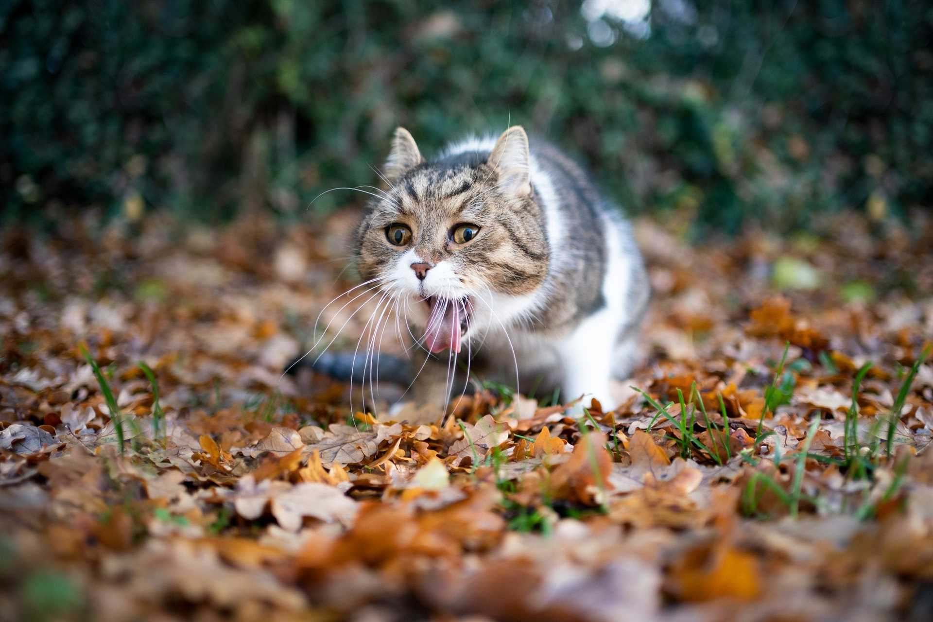 Identifying Food Allergies in Your Cat