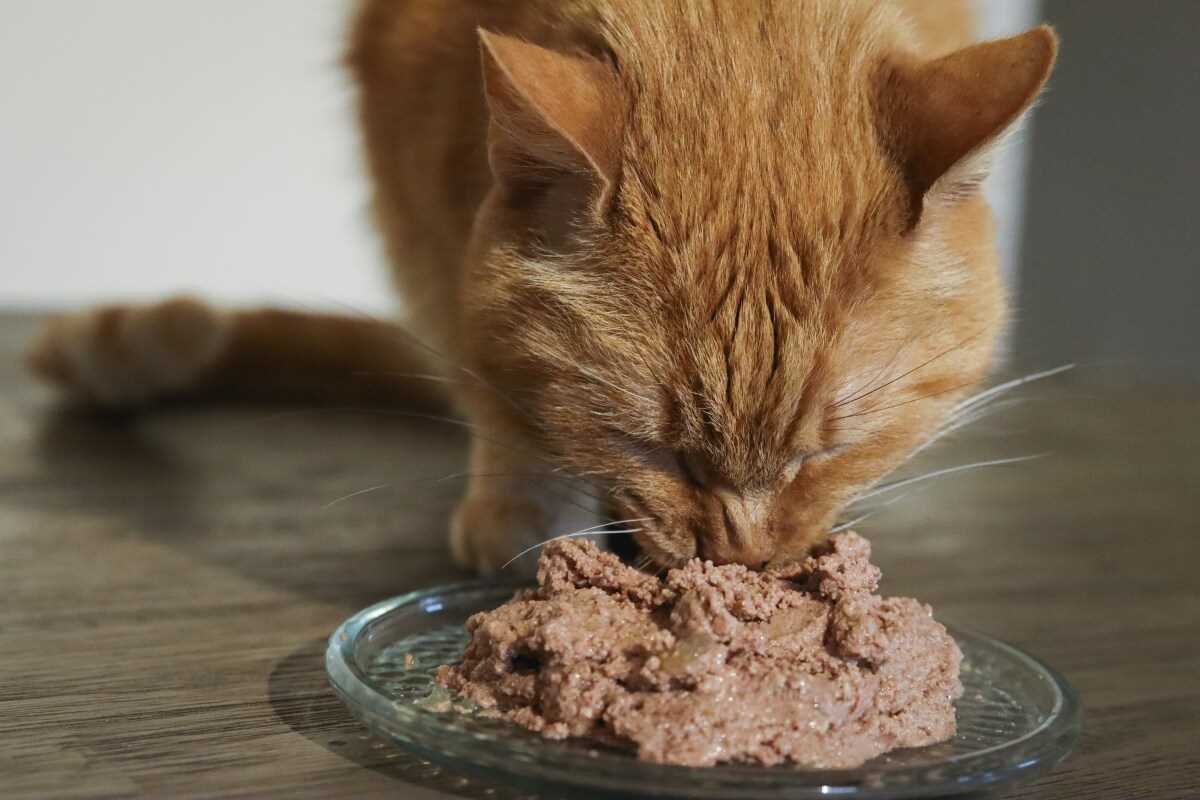 Behavioral Needs and Enrichment