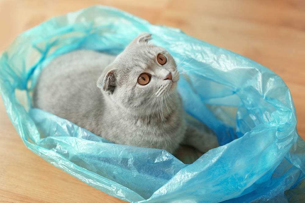 Behavioral Reasons Behind Plastic Chewing