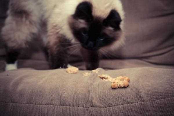Why Does My Cat Vomit Right After Eating
