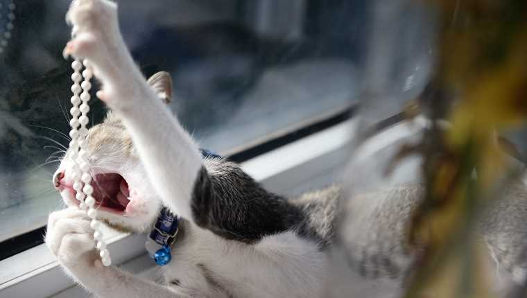 When to Consult a Veterinarian About Plastic Consumption