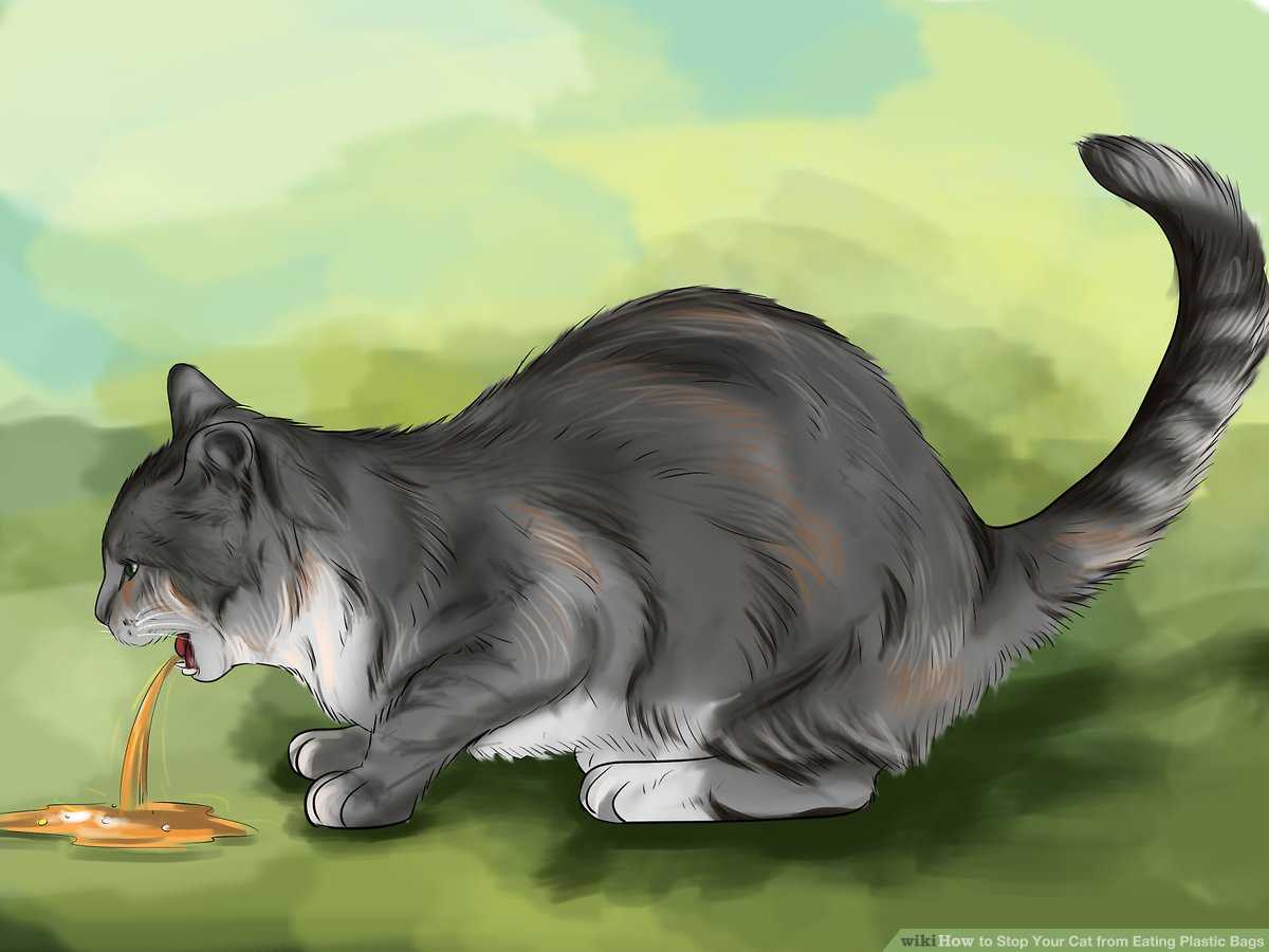 Understanding Pica in Cats