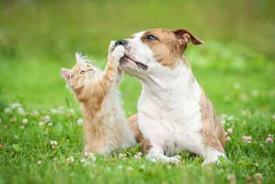 Common Nutritional Deficiencies in Young Canines