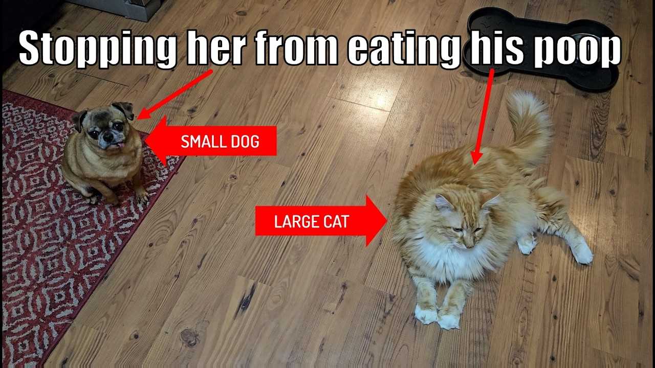 Why Does My Puppy Eat Cat Poop?