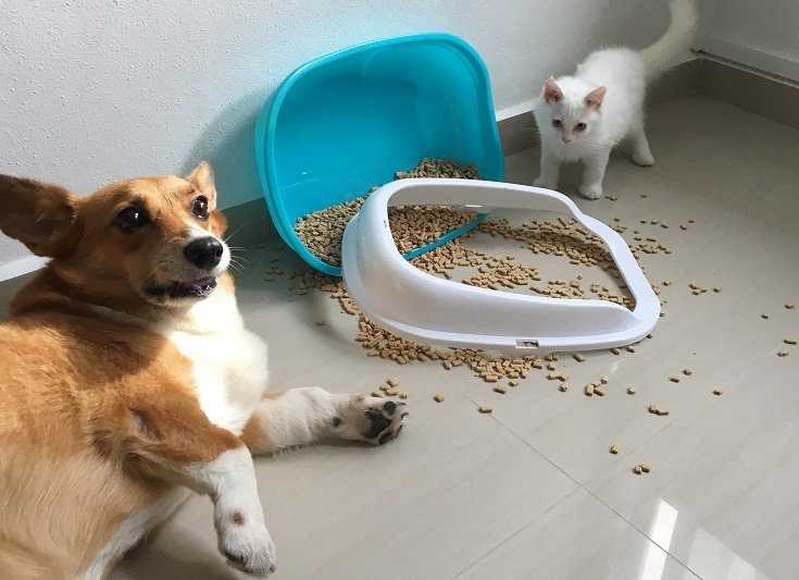 Understanding the Natural Instincts of Puppies
