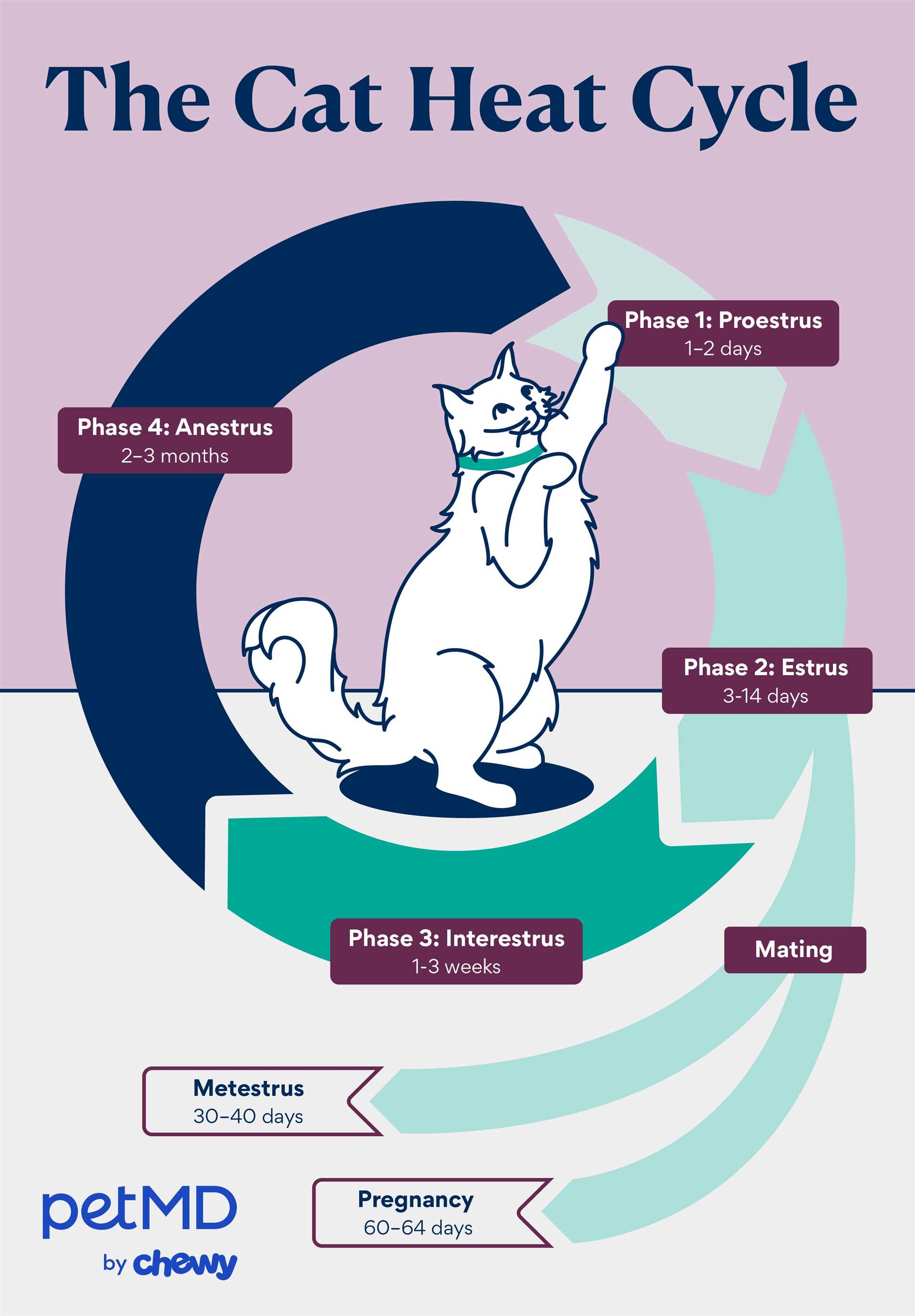 Age and Breed Considerations