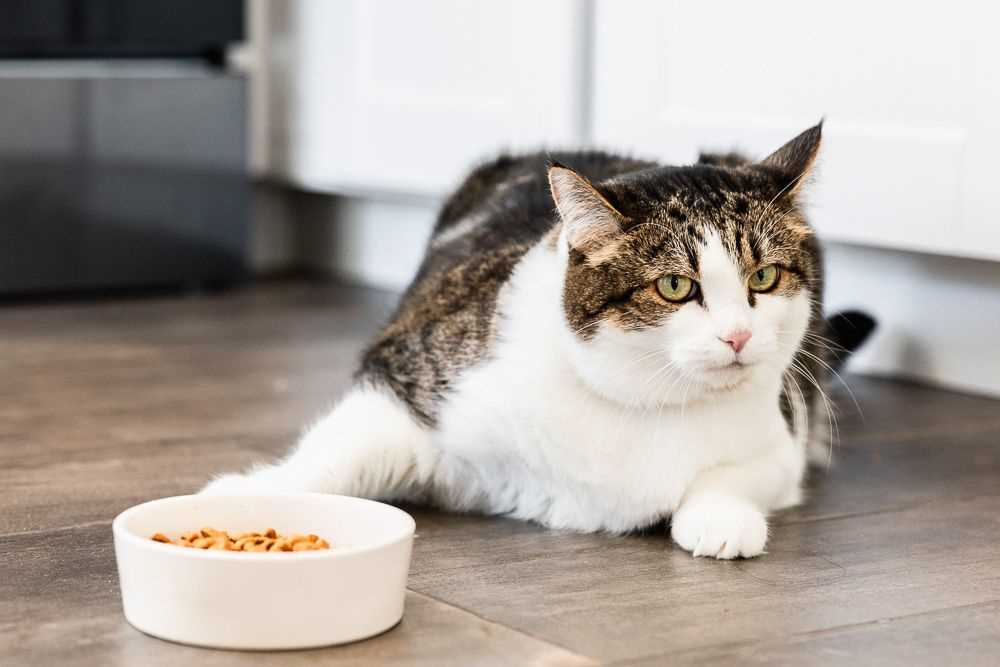 Identifying Signs of Reduced Appetite in Cats