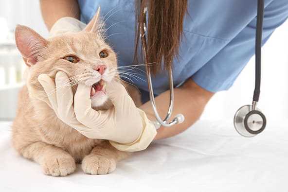 Physical Symptoms to Observe