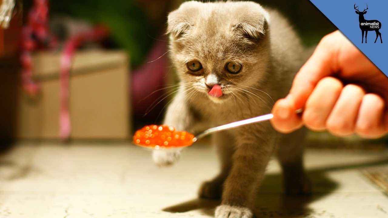 Environmental Factors That Influence Eating Behavior