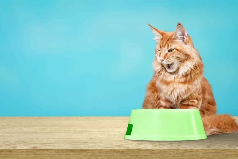 The Impact of Diet Changes on Your Feline's Eating Habits