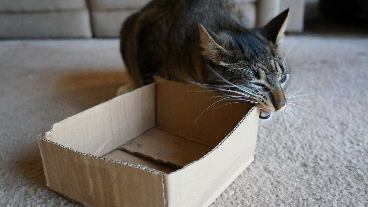The role of boredom in cardboard consumption