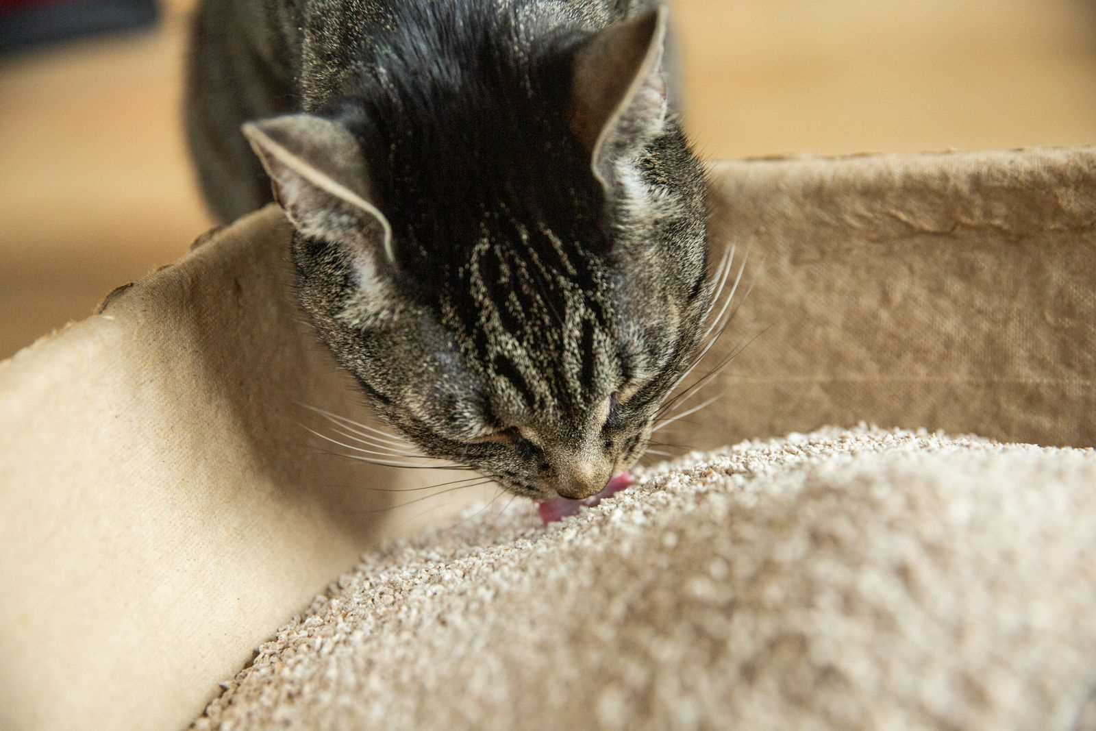 Understanding Pica in Cats