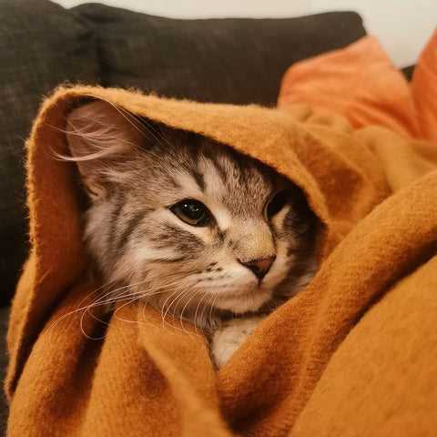 Dietary Changes and Preferences in Cats