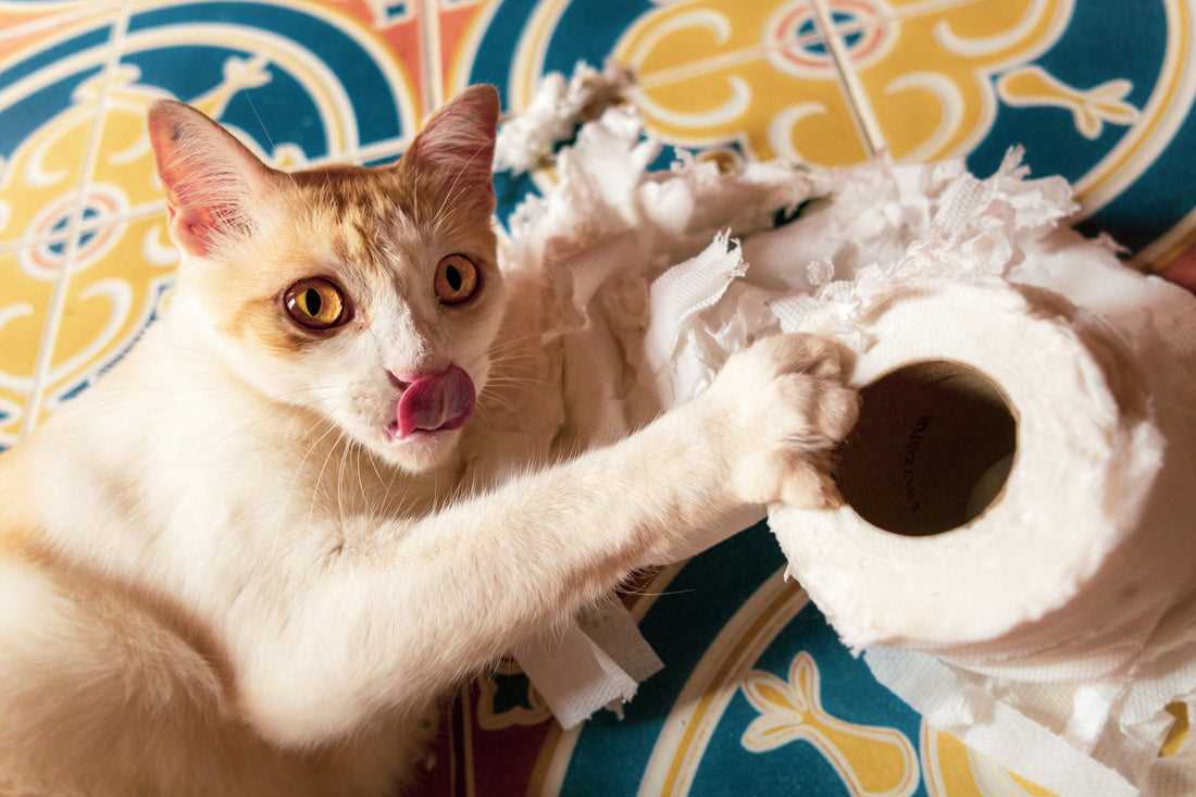 How to Redirect Your Feline's Attention Away from Paper