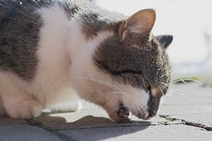Home Remedies for Gagging Cats