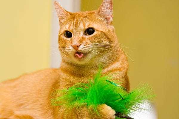 When to Consult a Veterinarian