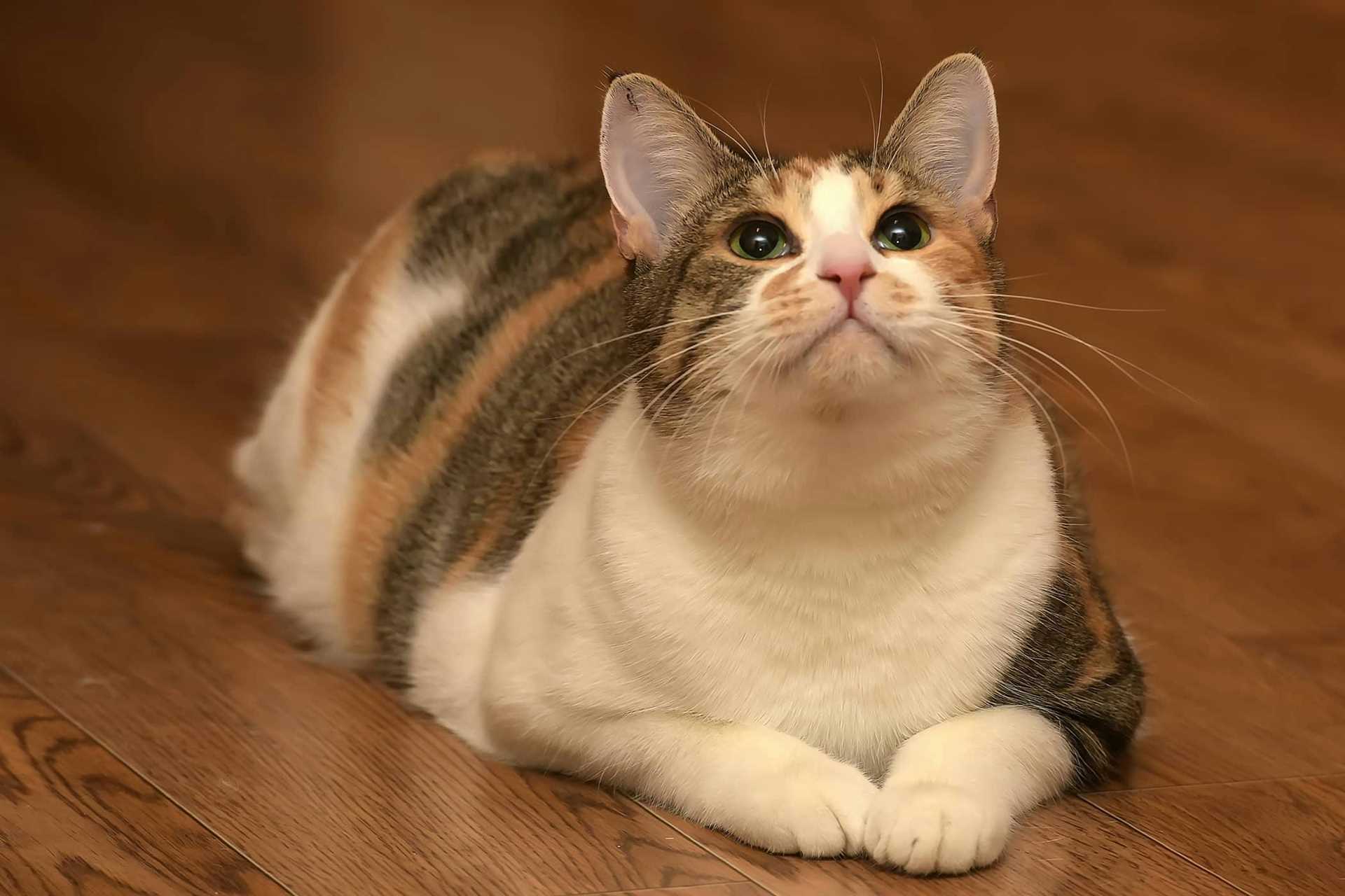 Understanding Feline Metabolism Changes