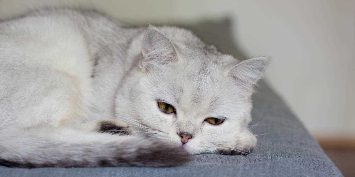 Home Remedies to Encourage Eating in Cats