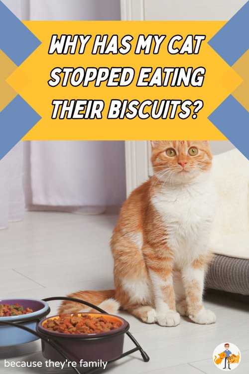 Understanding Feline Food Preferences
