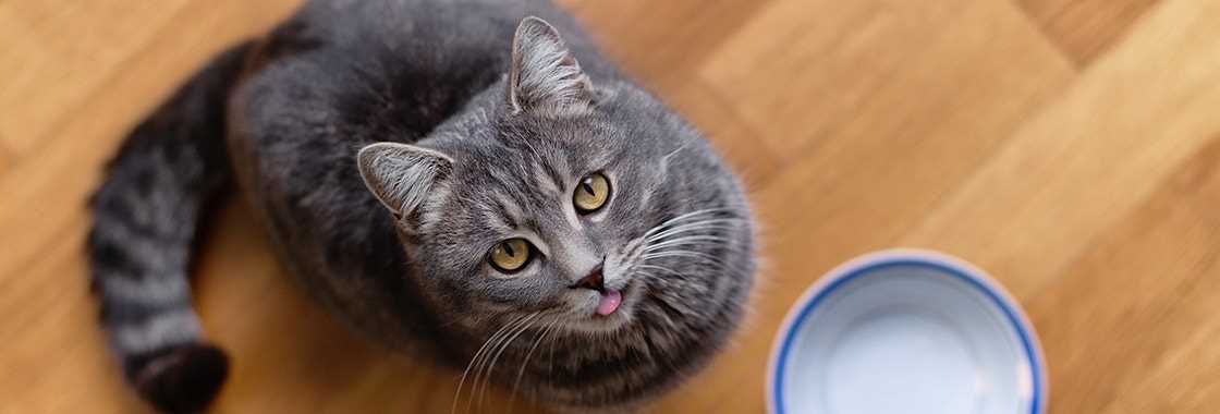 Evaluating Portion Sizes for Your Feline Friend