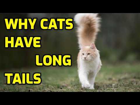 Balance and Coordination