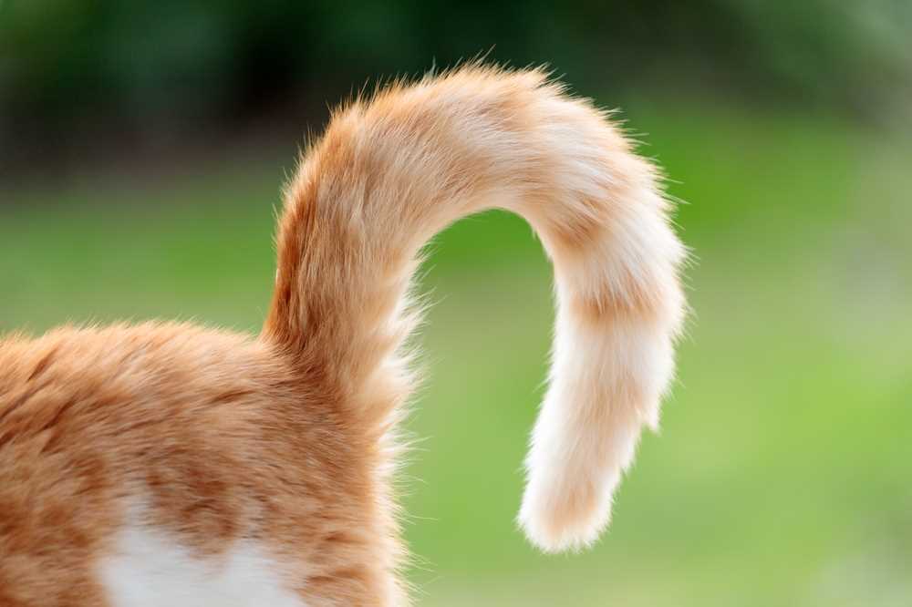 Understanding Cat Tail Anatomy and Function