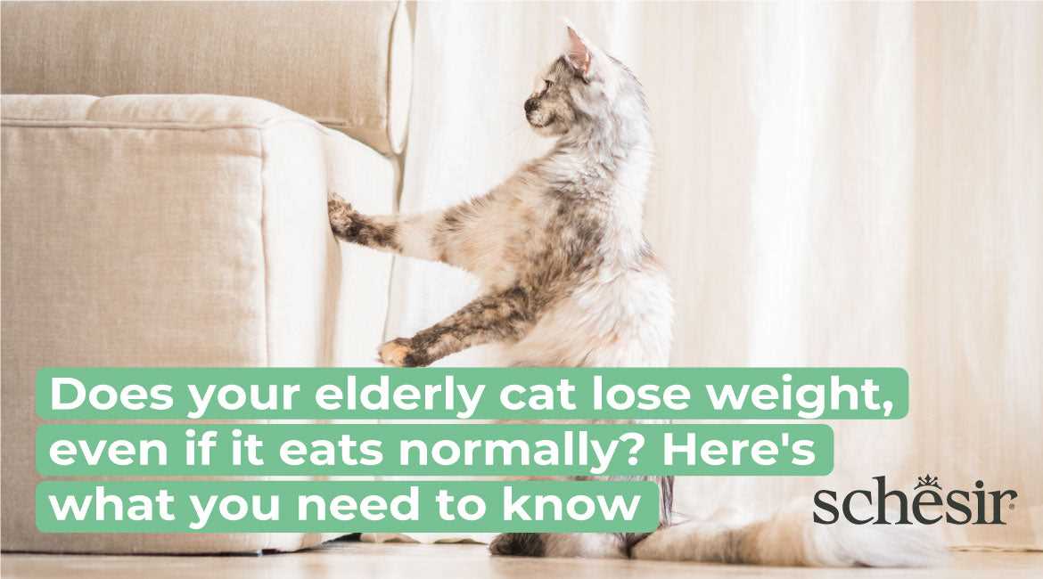 The Role of Dental Health in Weight Loss for Older Cats