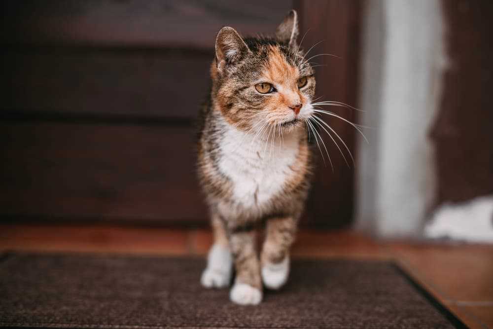 Hyperthyroidism