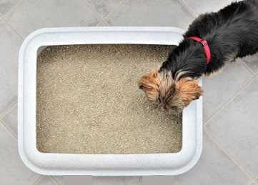 Common Reasons Young Ones Devour Feline Droppings