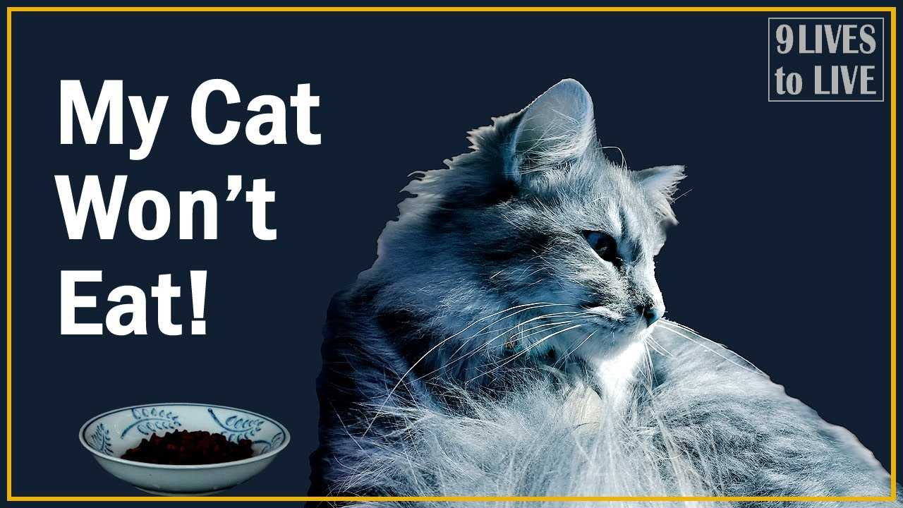 Common Health Issues Causing Appetite Loss in Cats
