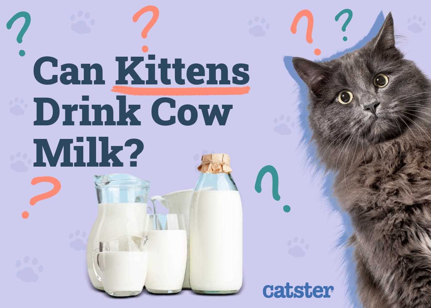 Consulting Your Veterinarian About Your Cat's Diet