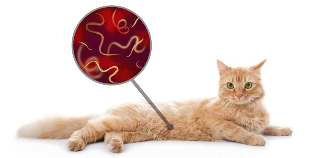 Understanding Cat Digestive Health